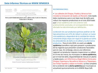 RECOMENDACIONES:
• Los cafetales de Chiapas, Puebla y Veracruz han
iniciado la renovación de tejido y la floración. Este tejido
debe mantenerse sano o con bajo nivel de daño para
reducir los impactos productivos en el ciclo 2014 dado
que la fase epidémica del ciclo anterior está
prácticamente concluida y el correspondiente tejido
afectado ha sido eliminado por defoliación.
La decisión de usar productos químicos podrían ser de
tipo preventivo con el fin de reducir o atrasar un nuevo
ciclo epidémico y dependerá de la cantidad de inóculo
remanente (hojas viejas con roya) en la planta así como
los antecedentes de daño en el cafetal y la alternancia
productiva. Para el ciclo 2014, se usará una alerta
epidémica (semáforo rojo) para prevenir a productores
de las regiones que presenten condiciones favorables
para la roya. Sin embargo, esta es una referencia
regional y el productor requiere inspeccionar su cafetal.
En el mes de marzo, los municipios en alerta epidémica,
por el nivel de daño, disponibilidad de inóculo en planta
y tejido joven, son Villa Corzo y Ángel Albino Corzo para
Chiapas; Catemaco y Yecuatla en Veracruz y Tlapacoyan,
San Felipe Tepatlán y Jalpan en Puebla. La lista completa
de la condición de la alerta epidémica por municipio se
actualizará quincenalmente en la WWW-Roya Café.
Siete Informes Técnicos en WWW SENASICA
 