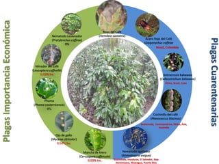 Mancha de hiero
(Cercospora coffeicola)
0.03% Inc.
Phoma
(Phoma costarricensis)
0%
Minador del café
(Leucoptera coffeella)
0.03% Inc
Nematodo Lesionador
(Pratylenchus coffeae)
0%
Roya del Café
(Hemileia vastatrix)
Ojo de gallo
(Mycena citricolor)
0.04% Inc
Ácaro Rojo del Café
(Olygonychus coffeae
Brasil, Colombia
Antracnosis Kahawae
(Collecotrichum kahawae)
África, Brasil, Cuba
Cochinilla del café
(Planococcus lilacinus)
Guatemala, Centroamérica, África, Ásia,
Australia
Nematodo agallador
(Meloidogyne exigua)
Guatemala, Honduras, El Salvador, Rep.
Dominicana, Nicaragua, Puerto Rico
PlagasCuarentenarias
PlagasImportanciaEconómica
 
