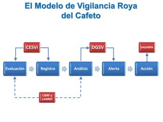 Evaluación Registro Análisis Alerta Acción
El Modelo de Vigilancia Roya
del Cafeto
CESVi SAGARPADGSV
CNRF y
LANREF
 
