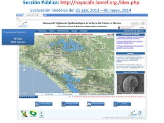 Evaluación histórica del 25 ago, 2013 – 06 mayo, 2014
Evaluación histórica:
48 fijas
5103 móviles
Sección Pública: http://royacafe.lanref.org./idex.php
 