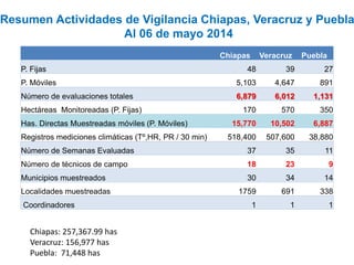Chiapas Veracruz Puebla
P. Fijas 48 39 27
P. Móviles 5,103 4,647 891
Número de evaluaciones totales 6,879 6,012 1,131
Hectáreas Monitoreadas (P. Fijas) 170 570 350
Has. Directas Muestreadas móviles (P. Móviles) 15,770 10,502 6,887
Registros mediciones climáticas (Tº,HR, PR / 30 min) 518,400 507,600 38,880
Número de Semanas Evaluadas 37 35 11
Número de técnicos de campo 18 23 9
Municipios muestreados 30 34 14
Localidades muestreadas 1759 691 338
Coordinadores 1 1 1
Resumen Actividades de Vigilancia Chiapas, Veracruz y Puebla
Al 06 de mayo 2014
Chiapas: 257,367.99 has
Veracruz: 156,977 has
Puebla: 71,448 has
 