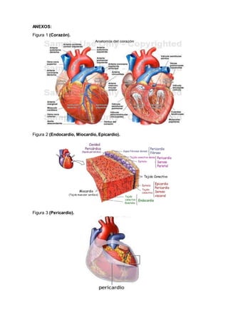 ANEXOS:
Figura 1 (Corazón).
Figura 2 (Endocardio, Miocardio, Epicardio).
Figura 3 (Pericardio).
 