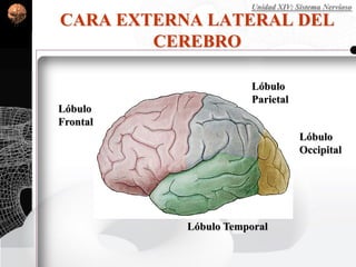 Lóbulo
Occipital
Lóbulo
Frontal
Lóbulo Temporal
Lóbulo
Parietal
CARA EXTERNA LATERAL DEL
CEREBRO
Unidad XIV: Sistema Nervioso
 