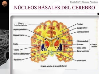 NÚCLEOS BÁSALES DEL CEREBRO
Cisura
Interhemisférica
Unidad XIV: Sistema Nervioso
 
