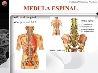 MEDULA ESPINAL
Unidad XIV: Sistema Nervioso
45 cm. de longitud
Occipital → L1-L2
Cono medular
Filum terminal
 