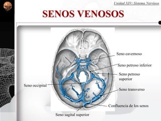 SENOS VENOSOS
Confluencia de los senos
Seno cavernoso
Seno petroso
superior
Seno occipital
Seno transverso
Seno sagital superior
Seno petroso inferior
Unidad XIV: Sistema Nervioso
 