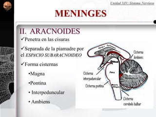 MENINGES
II. ARACNOIDES
Penetra en las cisuras
Separada de la piamadre por
el ESPACIO SUBARACNOIDEO
Forma cisternas
•Magna
•Pontina
• Interpeduncular
• Ambiens
Unidad XIV: Sistema Nervioso
 