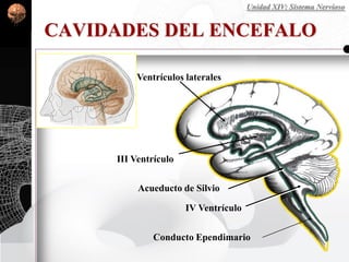 Ventrículos laterales
III Ventrículo
Acueducto de Silvio
IV Ventrículo
Conducto Ependimario
CAVIDADES DEL ENCEFALO
Unidad XIV: Sistema Nervioso
 