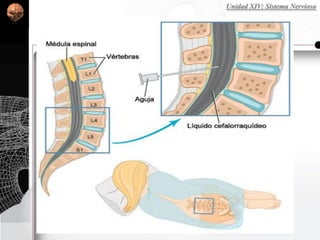 Unidad XIV: Sistema Nervioso
 