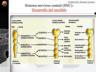 Sistema nervioso central (SNC):
Desarrollo del encéfalo
Unidad XIV: Sistema Nervioso
 