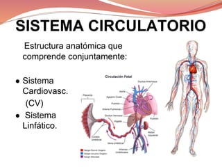 SISTEMA CIRCULATORIO
Estructura anatómica que
comprende conjuntamente:
● Sistema
Cardiovasc.
(CV)
● Sistema
Linfático.
 