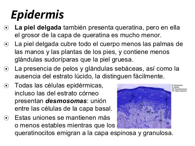 Sistema tegumentario.