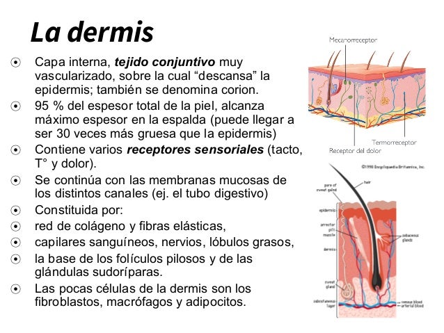Sistema tegumentario.