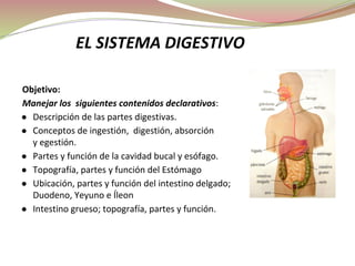 EL SISTEMA DIGESTIVO
Objetivo:
Manejar los siguientes contenidos declarativos:
● Descripción de las partes digestivas.
● Conceptos de ingestión, digestión, absorción
y egestión.
● Partes y función de la cavidad bucal y esófago.
● Topografía, partes y función del Estómago
● Ubicación, partes y función del intestino delgado;
Duodeno, Yeyuno e Íleon
● Intestino grueso; topografía, partes y función.
 