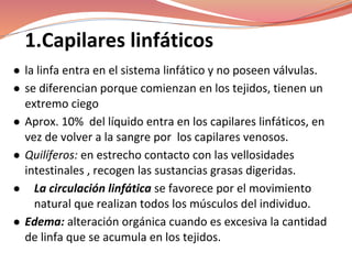 1.Capilares linfáticos
● la linfa entra en el sistema linfático y no poseen válvulas.
● se diferencian porque comienzan en los tejidos, tienen un
extremo ciego
● Aprox. 10% del líquido entra en los capilares linfáticos, en
vez de volver a la sangre por los capilares venosos.
● Quilíferos: en estrecho contacto con las vellosidades
intestinales , recogen las sustancias grasas digeridas.
● La circulación linfática se favorece por el movimiento
natural que realizan todos los músculos del individuo.
● Edema: alteración orgánica cuando es excesiva la cantidad
de linfa que se acumula en los tejidos.
 