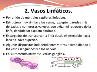 2. Vasos Linfáticos.
● Por unión de múltiples capilares linfáticos.
● Estructura muy similar a las venas, excepto paredes más
delgadas y numerosas válvulas que evitan el retroceso de la
linfa, dándole un aspecto abultado.
● Encargados de transportar la linfa desde el intersticio hacia
la vena cava superior.
● Algunos dispuestos independientes y otros acompañando a
los vasos sanguíneos y a los nervios.
● En su recorrido atraviesa varios ganglios.
 
