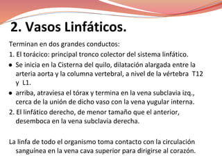 2. Vasos Linfáticos.
Terminan en dos grandes conductos:
1. El torácico: principal tronco colector del sistema linfático.
● Se inicia en la Cisterna del quilo, dilatación alargada entre la
arteria aorta y la columna vertebral, a nivel de la vértebra T12
y L1.
● arriba, atraviesa el tórax y termina en la vena subclavia izq.,
cerca de la unión de dicho vaso con la vena yugular interna.
2. El linfático derecho, de menor tamaño que el anterior,
desemboca en la vena subclavia derecha.
La linfa de todo el organismo toma contacto con la circulación
sanguínea en la vena cava superior para dirigirse al corazón.
 