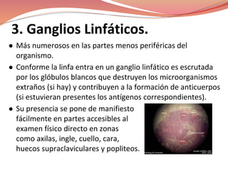 3. Ganglios Linfáticos.
● Más numerosos en las partes menos periféricas del
organismo.
● Conforme la linfa entra en un ganglio linfático es escrutada
por los glóbulos blancos que destruyen los microorganismos
extraños (si hay) y contribuyen a la formación de anticuerpos
(si estuvieran presentes los antígenos correspondientes).
● Su presencia se pone de manifiesto
fácilmente en partes accesibles al
examen físico directo en zonas
como axilas, ingle, cuello, cara,
huecos supraclaviculares y popliteos.
 