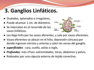 3. Ganglios Linfáticos.
● Ovalados, aplanados o irregulares,
● Puede alcanzar 1 cm. de diámetro.
● Se intercalan en el recorrido de los
vasos linfáticos.
● Les llega linfa por los vasos aferentes, y sale por vasos eferentes.
● Vasos eferentes se ubican en el hilio, depresión cóncava por
donde ingresan nervios y arterias y salen las venas del ganglio.
● superficiales : cara, cuello, axilas o ingle,
● Profundos: más nºsos: extremidades, tórax, abdomen y pelvis.
● Rodeados por una cápsula externa de tejido conectivo.
 