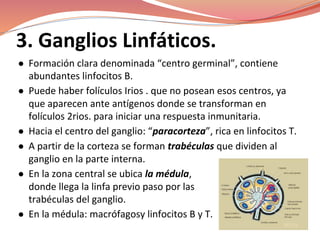 3. Ganglios Linfáticos.
● Formación clara denominada “centro germinal”, contiene
abundantes linfocitos B.
● Puede haber folículos Irios . que no posean esos centros, ya
que aparecen ante antígenos donde se transforman en
folículos 2rios. para iniciar una respuesta inmunitaria.
● Hacia el centro del ganglio: “paracorteza”, rica en linfocitos T.
● A partir de la corteza se forman trabéculas que dividen al
ganglio en la parte interna.
● En la zona central se ubica la médula,
donde llega la linfa previo paso por las
trabéculas del ganglio.
● En la médula: macrófagosy linfocitos B y T.
 