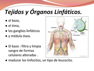 Tejidos y Órganos Linfáticos.
● el bazo,
● el timo,
● los ganglios linfáticos
● y médula ósea.
● El bazo : filtra y limpia la
sangre de formas
celulares alteradas .
● madurar los linfocitos, un tipo de leucocito.
 