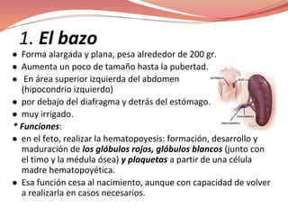 1. El bazo
● Forma alargada y plana, pesa alrededor de 200 gr.
● Aumenta un poco de tamaño hasta la pubertad.
● En área superior izquierda del abdomen
(hipocondrio izquierdo)
● por debajo del diafragma y detrás del estómago.
● muy irrigado.
* Funciones:
● en el feto, realizar la hematopoyesis: formación, desarrollo y
maduración de los glóbulos rojos, glóbulos blancos (junto con
el timo y la médula ósea) y plaquetas a partir de una célula
madre hematopoyética.
● Esa función cesa al nacimiento, aunque con capacidad de volver
a realizarla en casos necesarios.
 