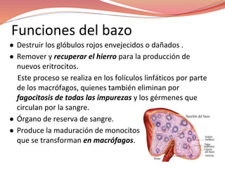 Funciones del bazo
● Destruir los glóbulos rojos envejecidos o dañados .
● Remover y recuperar el hierro para la producción de
nuevos eritrocitos.
Este proceso se realiza en los folículos linfáticos por parte
de los macrófagos, quienes también eliminan por
fagocitosis de todas las impurezas y los gérmenes que
circulan por la sangre.
● Órgano de reserva de sangre.
● Produce la maduración de monocitos
que se transforman en macrófagos.
 