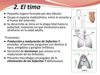 2. El timo
● Pequeño órgano formado por dos lóbulos.
● Ocupa el espacio mediastínico, entre el corazón y
el hueso del esternón.
● Su desarrollo se inicia en la etapa fetal hasta la
pubertad, momento en que involuciona para
atrofiarse en la edad adulta.
*Funciones:
● Producción y maduración de linfocitos T,
enviados al torrente sanguíneo con destino al
bazo, amígdalas y ganglios linfáticos.
● Secreción de hormonas que actúan en la
maduración de los linfocitos.
● Presenta macrófagos encargados de la
eliminación de los linfocitos T defectuosos.
 