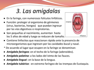 3. Las amígdalas
● En la faringe, con numerosos folículos linfáticos.
● Función: proteger al organismo de gérmenes
(virus, bacterias, hongos) que puedan ingresar
por las vías digestivas o respiratorias.
● Son pequeñas al nacimiento, aumentan hasta
los 5 años de edad y luego se reducen de tamaño.
● Contiene linfocitos que reaccionan rápido ante la presencia de
microorganismos que ingresen por las cavidades bucal y nasal.
* De acuerdo al lugar que ocupen en la faringe se denominan:
● Amígdala faríngea: en el techo de la faringe (adenoides).
● Amígdala palatina: a los lados del istmo de las fauces.
● Amígdala lingual: en la base de la lengua.
● Amígdala tubárica: en extremo faríngeo de las trompas de Eustaquio.
 