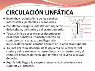 CIRCULACIÓN LINFÁTICA
● En el tórax recibe la linfa de los ganglios
intercostales, pectorales y bronquiales.
● Por último, recoge la linfa del lado izquierdo
de la cabeza, del cuello y del brazo izquierdo.
● Toda la linfa de esos órganos desembocan
en la vena subclavia izquierda y entran en
contacto con la sangre, para llegar a la
aurícula derecha del corazón a través de la vena cava superior.
● La linfa del tórax derecho, de la izquierda de la cabeza, del
cuello y del brazo derecho desembocan en un corto canal, el
conducto linfático derecho, que termina en la vena subclavia
● Aquí la linfa llega a la sangre y juntas arriban a la vena cava
superior y al corazón.
 