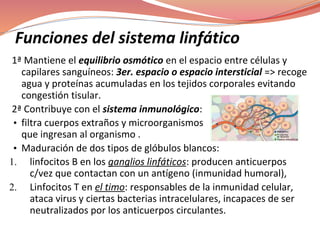 Funciones del sistema linfático
1ª Mantiene el equilibrio osmótico en el espacio entre células y
capilares sanguíneos: 3er. espacio o espacio intersticial => recoge
agua y proteínas acumuladas en los tejidos corporales evitando
congestión tisular.
2ª Contribuye con el sistema inmunológico:
• filtra cuerpos extraños y microorganismos
que ingresan al organismo .
• Maduración de dos tipos de glóbulos blancos:
1. linfocitos B en los ganglios linfáticos: producen anticuerpos
c/vez que contactan con un antígeno (inmunidad humoral),
2. Linfocitos T en el timo: responsables de la inmunidad celular,
ataca virus y ciertas bacterias intracelulares, incapaces de ser
neutralizados por los anticuerpos circulantes.
 