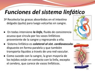 Funciones del sistema linfático
3ª Recolecta las grasas absorbidas en el intestino
delgado (quilo) para luego volcarlas en sangre.
● En todas interviene la linfa, fluido de consistencia
acuosa que circula por los vasos linfáticos
proveniente de la sangre y regresando a ella.
● Sistema linfático es colateral al sist. cardiovascular,
dispuesto en forma paralela y que también
transporta líquidos a través de una red vascular.
● Como sucede con la sangre, la gran mayoría de
los tejidos están en contacto con la linfa, excepto
el cerebro, que carece de vasos linfáticos.
 