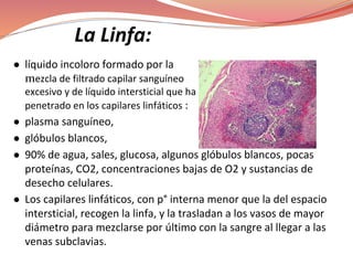 La Linfa:
● líquido incoloro formado por la
ezcla de filtrado capilar sanguíneo
excesivo y de líquido intersticial que ha
penetrado en los capilares linfáticos :
● plasma sanguíneo,
● glóbulos blancos,
● 90% de agua, sales, glucosa, algunos glóbulos blancos, pocas
proteínas, CO2, concentraciones bajas de O2 y sustancias de
desecho celulares.
● Los capilares linfáticos, con p° interna menor que la del espacio
intersticial, recogen la linfa, y la trasladan a los vasos de mayor
diámetro para mezclarse por último con la sangre al llegar a las
venas subclavias.
 