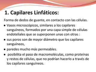 1. Capilares Linfáticos:
Forma de dedos de guante, en contacto con las células.
● Vasos microscópicos, similares a los capilares
sanguíneos, formados por una capa simple de células
endoteliales que se superponen unas con otras :
● sus poros son de mayor diámetro que los capilares
sanguíneos,
● paredes mucho más permeables.
● posibilita el paso de macromoléculas, como proteínas
y restos de células, que no podrían hacerlo a través de
los capilares sanguíneos.
 