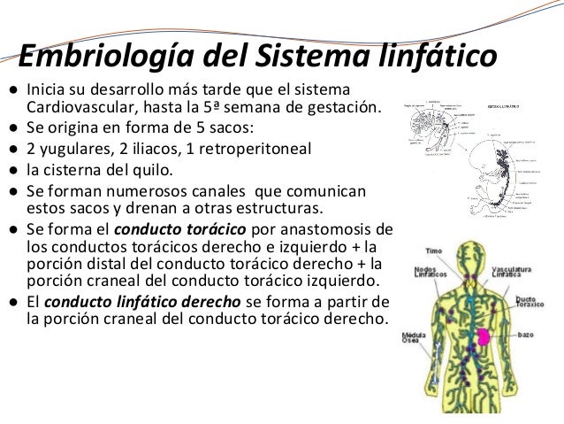 Sistema linfático.