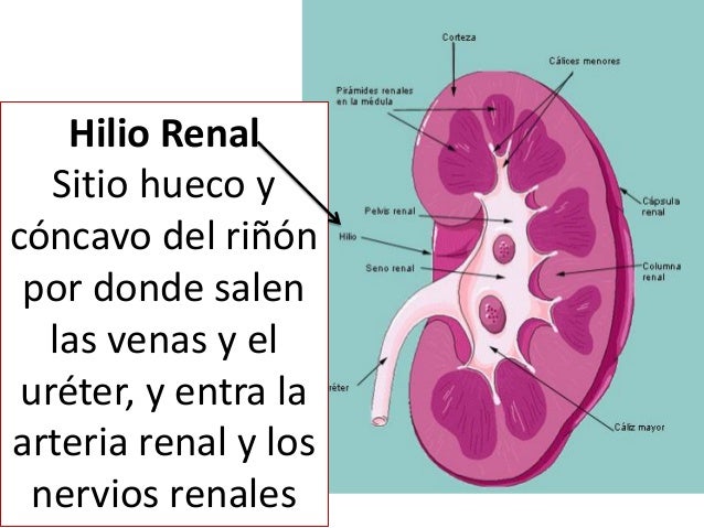 Sistema Urogenital