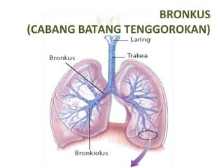 BRONKUS
(CABANG BATANG TENGGOROKAN)
 