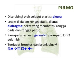 PULMO
• Diselubingi oleh selaput elastis: pleura
• Letak: di dalam rongga dada, di atas
diafragma: sekat yang membatasi rongga
dada dan rongga perut
• Paru-paru kanan 3 gelambir, paru-paru kiri 2
gelambir
• Terdapat bronkus dan bronkiolus
lv olusa e
 