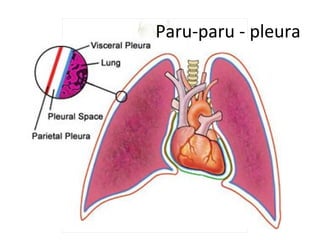 Paru-paru - pleura
 