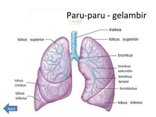 Paru-paru - gelambir
back
 