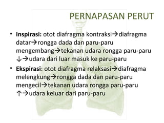 PERNAPASAN PERUT
• Inspirasi: otot diafragma kontraksidiafragma
datarrongga dada dan paru-paru
mengembangtekanan udara rongga paru-paru
↓udara dari luar masuk ke paru-paru
• Ekspirasi: otot diafragma relaksasidiafragma
melengkungrongga dada dan paru-paru
mengeciltekanan udara rongga paru-paru
↑udara keluar dari paru-paru
 