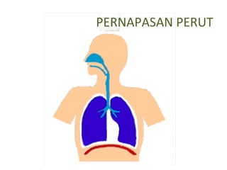 PERNAPASAN PERUT
 