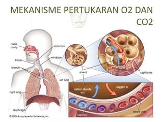 MEKANISME PERTUKARAN O2 DAN
CO2
 