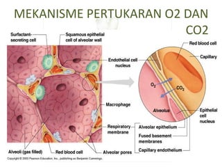 MEKANISME PERTUKARAN O2 DAN
CO2
 