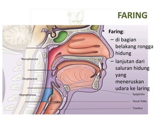 FARING
• Faring:
– di bagian
belakang rongga
hidung
– lanjutan dari
saluran hidung
yang
meneruskan
udara ke laring
 