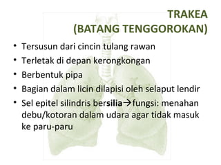 TRAKEA
(BATANG TENGGOROKAN)
• Tersusun dari cincin tulang rawan
• Terletak di depan kerongkongan
• Berbentuk pipa
• Bagian dalam licin dilapisi oleh selaput lendir
• Sel epitel silindris bersiliafungsi: menahan
debu/kotoran dalam udara agar tidak masuk
ke paru-paru
 