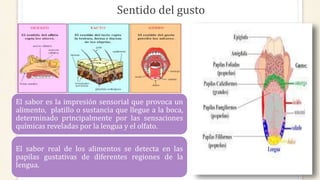 Sentido del gusto
El sabor es la impresión sensorial que provoca un
alimento, platillo o sustancia que llegue a la boca,
determinado principalmente por las sensaciones
químicas reveladas por la lengua y el olfato.
El sabor real de los alimentos se detecta en las
papilas gustativas de diferentes regiones de la
lengua.
 