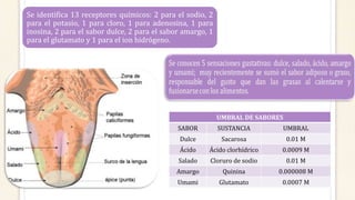 UMBRAL DE SABORES
SABOR SUSTANCIA UMBRAL
Dulce Sacarosa 0.01 M
Ácido Ácido clorhídrico 0.0009 M
Salado Cloruro de sodio 0.01 M
Amargo Quinina 0.000008 M
Umami Glutamato 0.0007 M
Se identifica 13 receptores químicos: 2 para el sodio, 2
para el potasio, 1 para cloro, 1 para adenosina, 1 para
inosina, 2 para el sabor dulce, 2 para el sabor amargo, 1
para el glutamato y 1 para el ion hidrógeno.
 