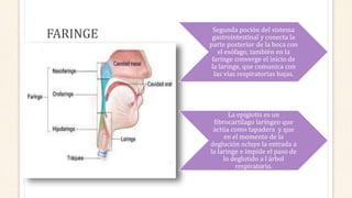 FARINGE Segunda poción del sistema
gastrointestinal y conecta la
parte posterior de la boca con
el esófago, también en la
faringe converge el inicio de
la laringe, que comunica con
las vías respiratorias bajas.
La epiglotis es un
fibrocartílago laríngeo que
actúa como tapadera y que
en el momento de la
deglución ocluye la entrada a
la laringe e impide el paso de
lo deglutido a l árbol
respiratorio.
 