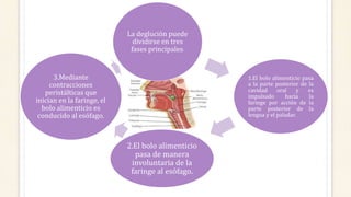 La deglución puede
dividirse en tres
fases principales:
1.El bolo alimenticio pasa
a la parte posterior de la
cavidad oral y es
impulsado hacia la
faringe por acción de la
parte posterior de la
lengua y el paladar.
2.El bolo alimenticio
pasa de manera
involuntaria de la
faringe al esófago.
3.Mediante
contracciones
peristálticas que
inician en la faringe, el
bolo alimenticio es
conducido al esófago.
 